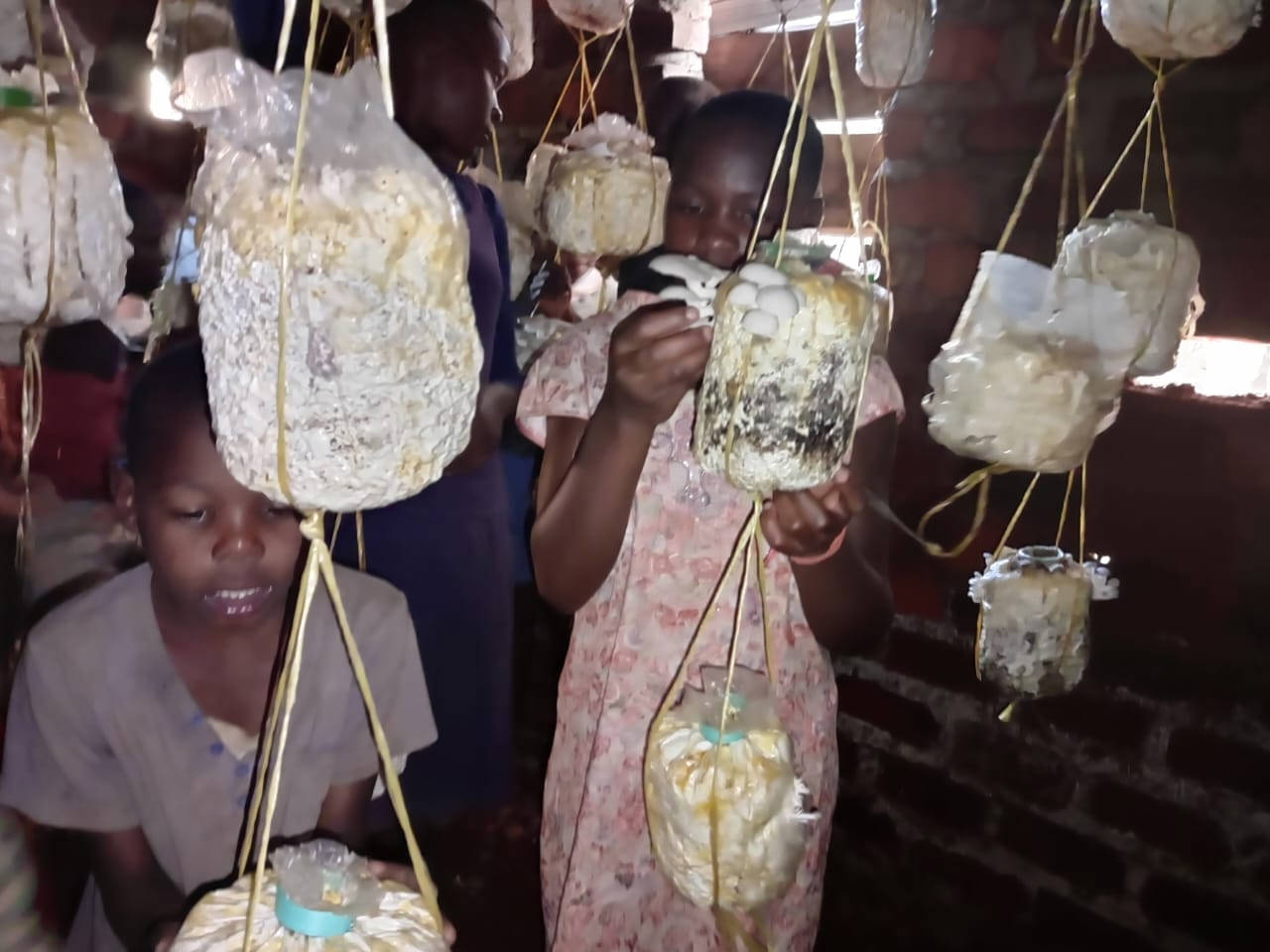 children examining the mushrooms